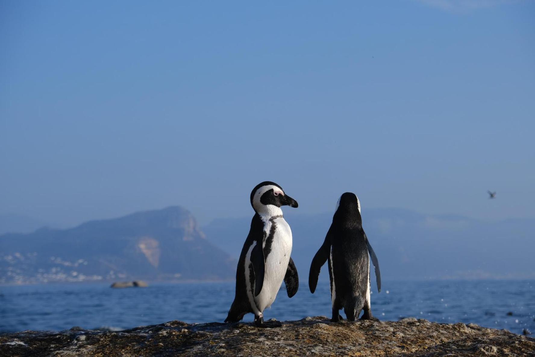 Penguin Haven . Luxury 2 Bedroom, Boulders Beach. كيب تاون المظهر الخارجي الصورة