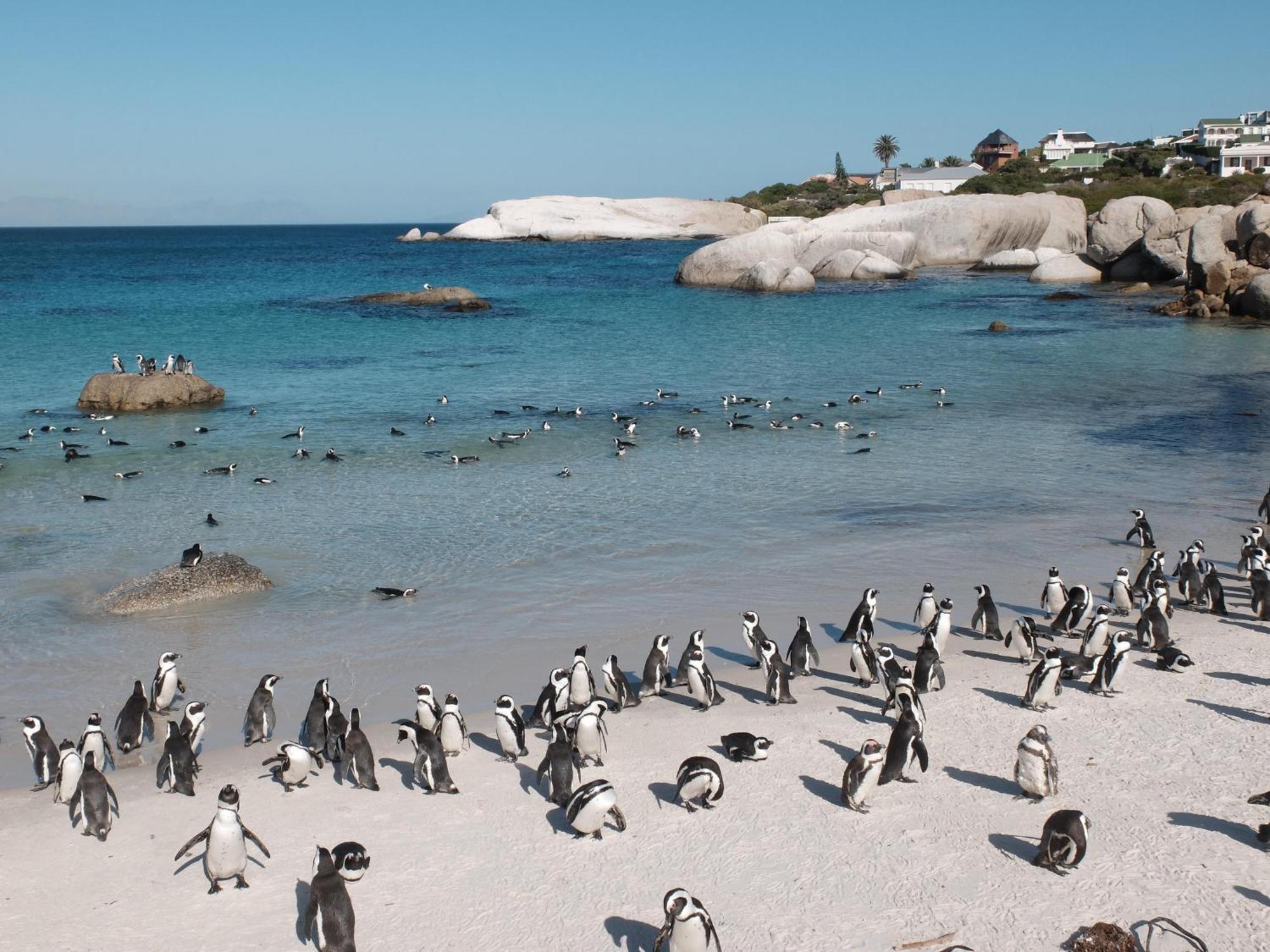 Penguin Haven . Luxury 2 Bedroom, Boulders Beach. كيب تاون المظهر الخارجي الصورة